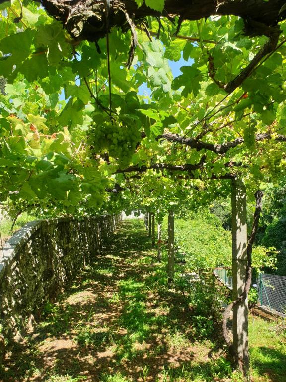 Uitzicht op de wijngaard van Quinta da Vinha Velha
